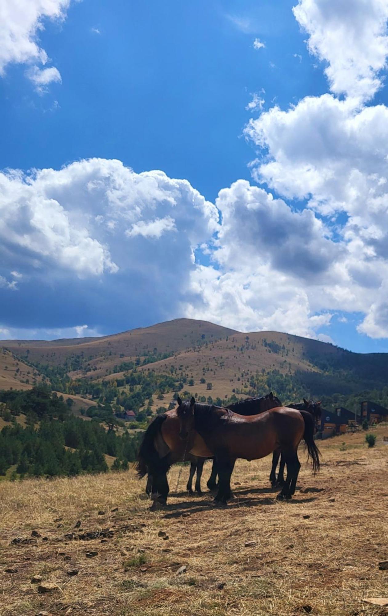 Vila Huut Zlatibor Exteriér fotografie